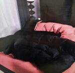 Dvigulis 220x200 cm patalynės komplektas + paklodė su guma ( H04)